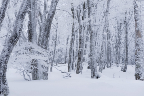 7-nature-photography-forest-photography-vosges-france